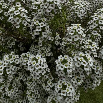 Lobularia 