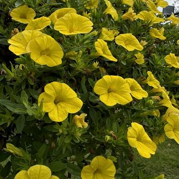 Calibrachoa 