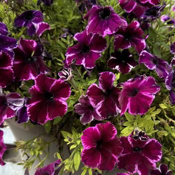 Petunia 'Cosmic Pink' 