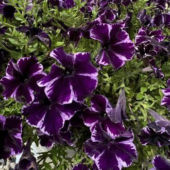 Petunia Crazytunia® 'Cosmic Violet' (276077)