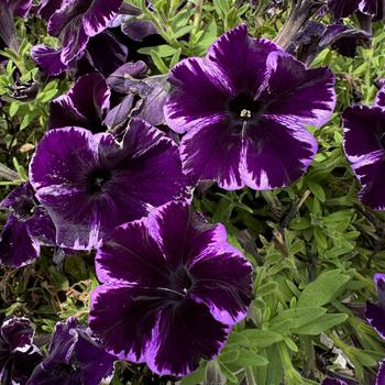 Petunia 'Cosmic Violet' 