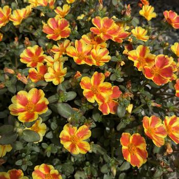 Portulaca oleracea 'Orange Shandy' 