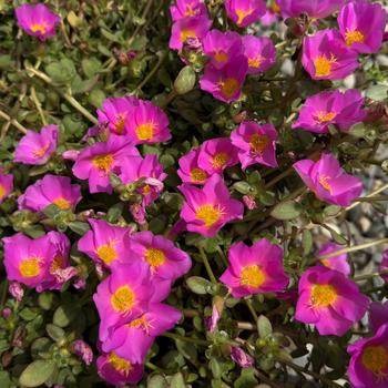 Portulaca oleracea