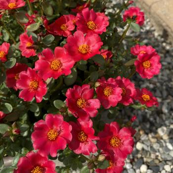 Portulaca oleracea