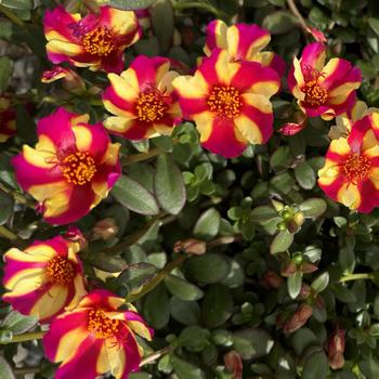 Portulaca oleracea 'Watermelon Punch' 