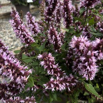 Agastache 'Beelicious Pink' 