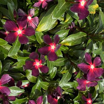 Catharanthus roseus Nirvana® XDR '' (276086)