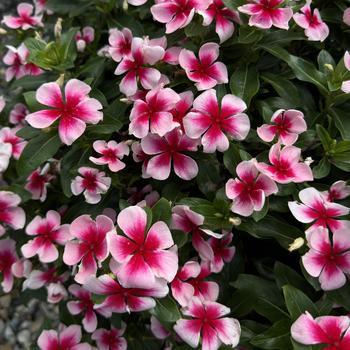 Catharanthus roseus 'Blush Splash' 