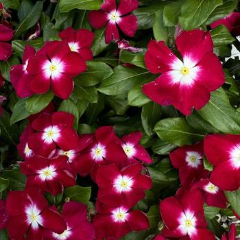 Catharanthus roseus