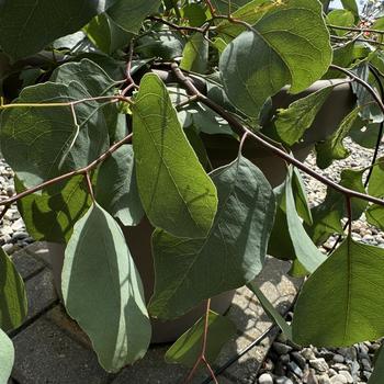 Eucalyptus populnea 'Murray' 