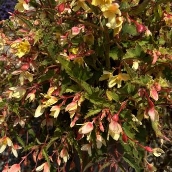 Begonia boliviensis 'Groovy Mellow Yellow' 