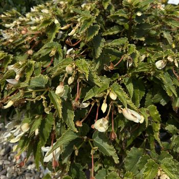 Begonia boliviensis 'Groovy White' 