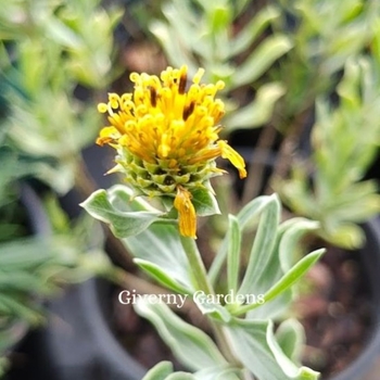 Borrichia arborescens