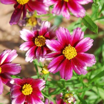 Coreopsis 'Starstruck' 