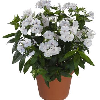 Phlox paniculata Flame™ '' (276106)