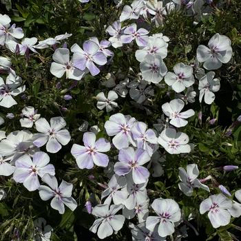 Phlox paniculata