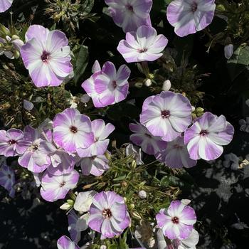 Phlox paniculata 'Barten' 