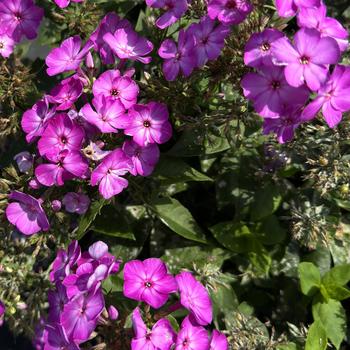 Phlox paniculata 'Barthirtythree' 