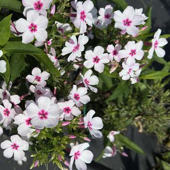 Phlox paniculata