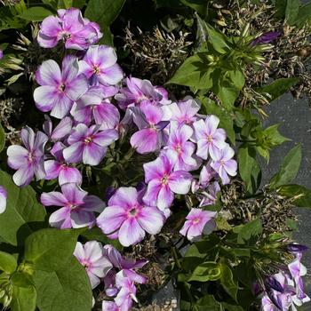 Phlox paniculata Bambini® Lucky Lilac