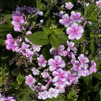 Phlox paniculata Bambini® '' (276114)