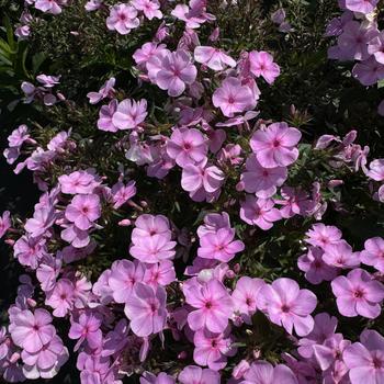 Phlox paniculata