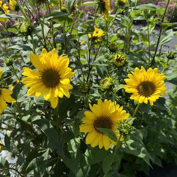 Helianthus 'Suncatcher' 