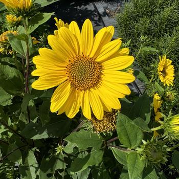 Helianthus 'Suncatcher' (276119)