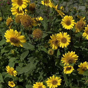 Helianthus 'Suncatcher' (276120)