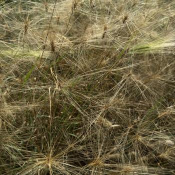 Hordeum jubatum 'Ricky' 