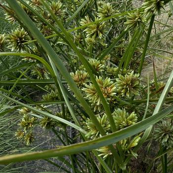 Cyperus glaber 'Abby' 