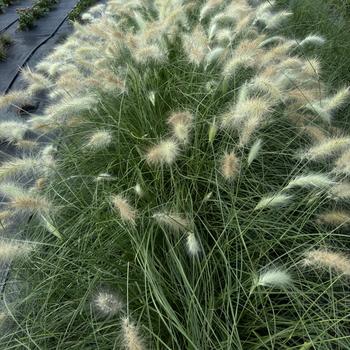 Pennisetum villosum 'Fluffy' (276123)