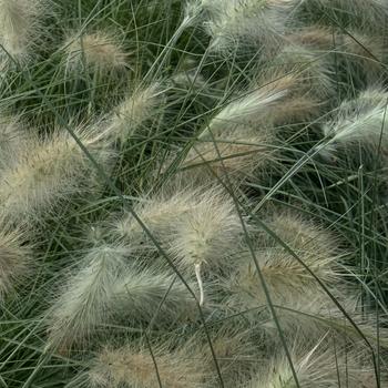 Pennisetum villosum 'Fluffy' 