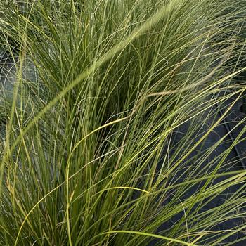 Carex comans 'Phoenix Green' 