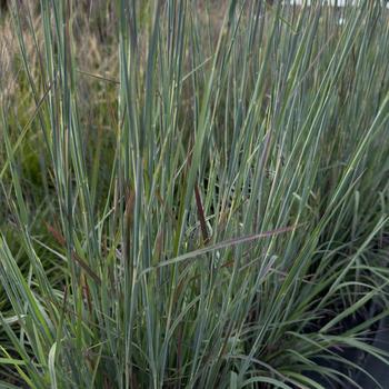 Schizachyrium scoparium 'Sandhill' PPAF