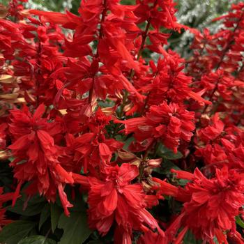 Salvia splendens 'Salvano' 