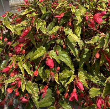 Begonia boliviensis 'Groovy Rose' 