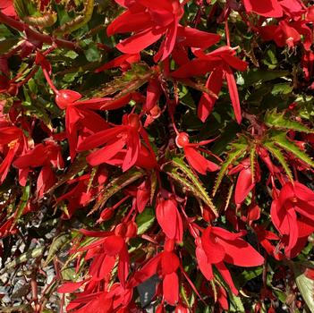 Begonia boliviensis 'Groovy Red' 