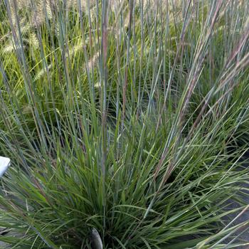 Schizachyrium scoparium 'Little Red Fox' PPAF