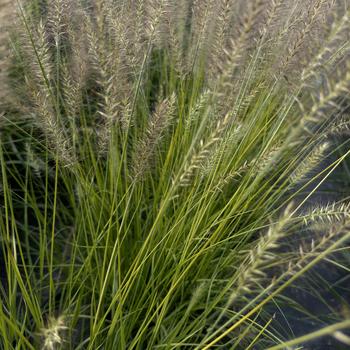 Pennisetum alopecuroides 'Yellow Ribbons' 