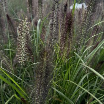 Pennisetum alopecuroides 'Red Rocket' PP28715