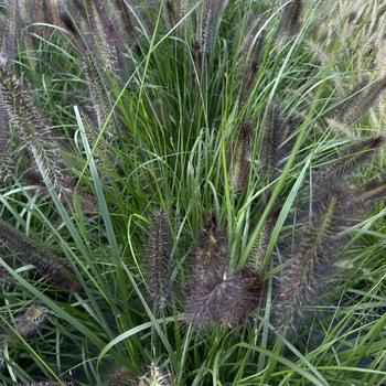 Pennisetum alopecuroides 'Red Rocket' (276134)