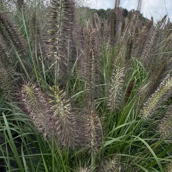 Pennisetum alopecuroides 'Ginger Love' PPAF