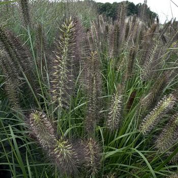 Pennisetum alopecuroides 'Ginger Love' (276136)