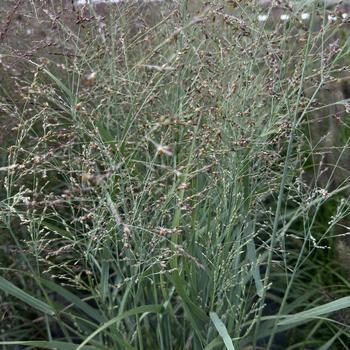 Panicum virgatum 'Prairie Dog' (276137)