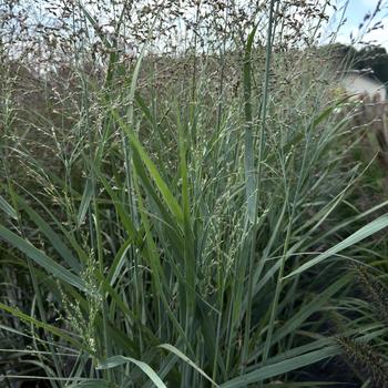 Panicum virgatum 'Prairie Dog' PP32736