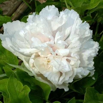 Paeonia x suffruticosa 'Bai Xue Ta' 