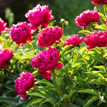 Paeonia x suffruticosa 'ni-hong-huan' 