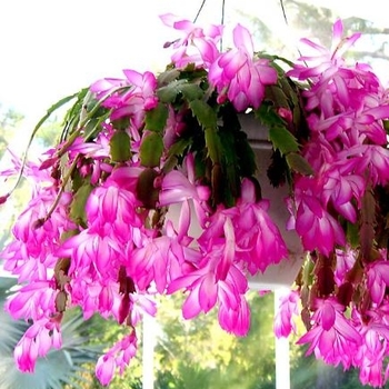 Schlumbergera truncata