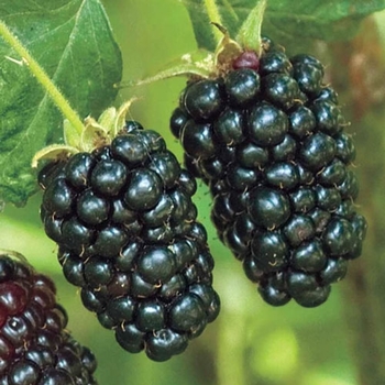 Rubus 'APF-153T' PP26990